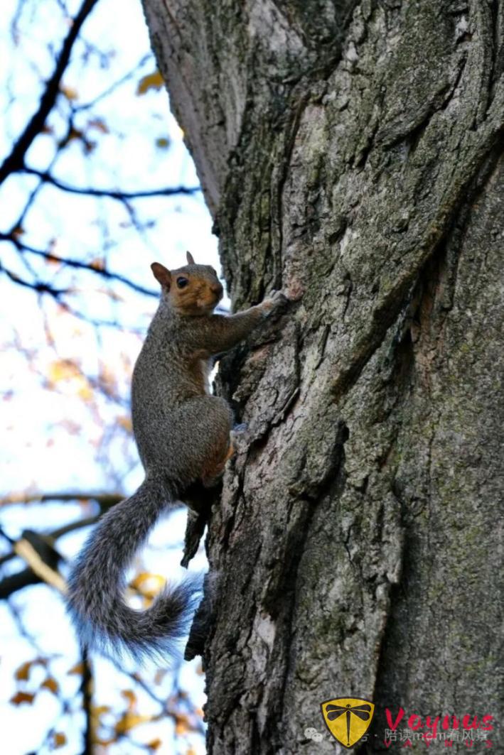 普林斯頓:歷史厚重感與現代活力巧妙融合的美麗小鎮