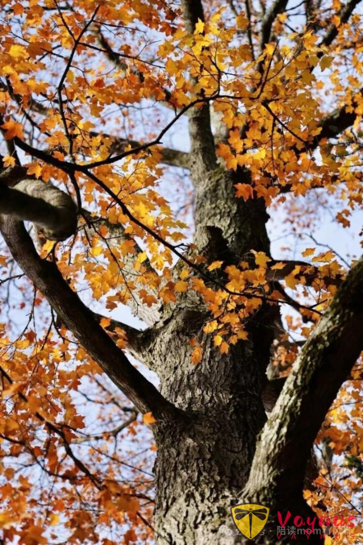 普林斯頓:歷史厚重感與現代活力巧妙融合的美麗小鎮