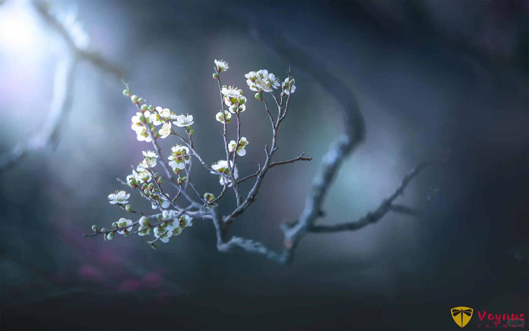 老天奶，这梅花也太仙了吧！梅花拍成这样你打几分？附拍摄教程