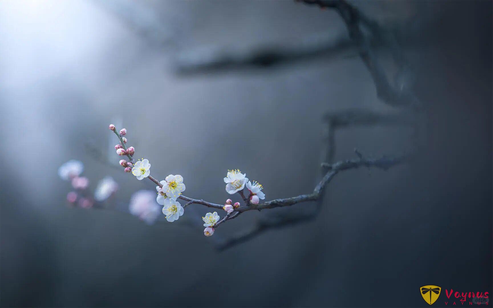 老天奶，这梅花也太仙了吧！梅花拍成这样你打几分？附拍摄教程