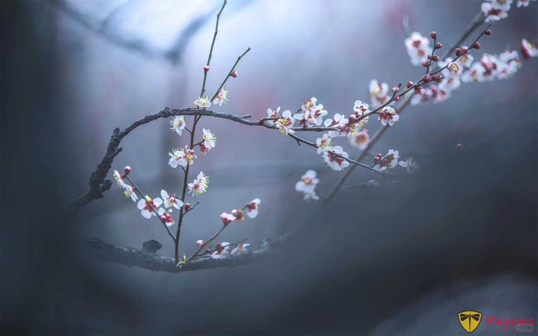 老天奶，这梅花也太仙了吧！梅花拍成这样你打几分？附拍摄教程