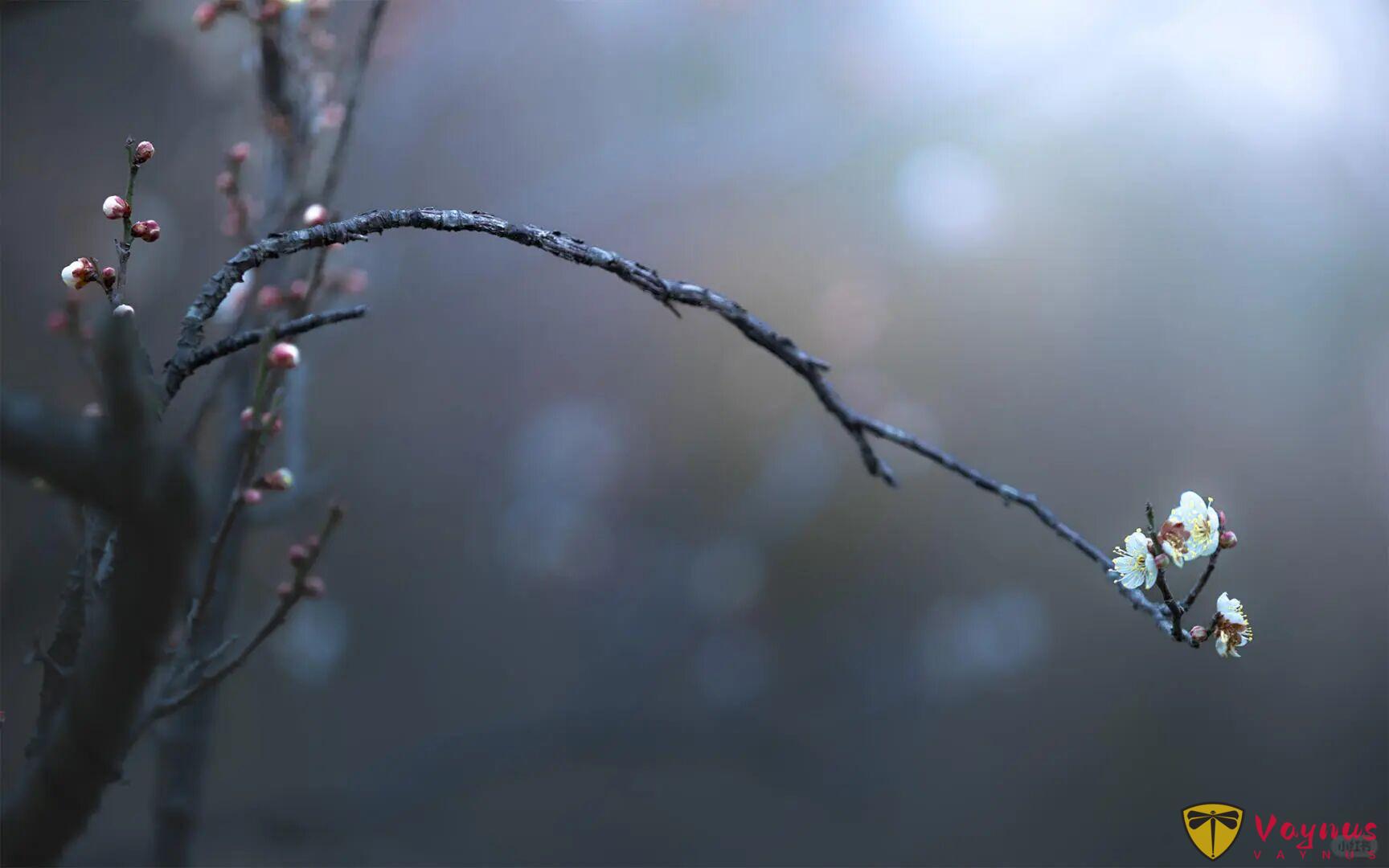 老天奶，这梅花也太仙了吧！梅花拍成这样你打几分？附拍摄教程
