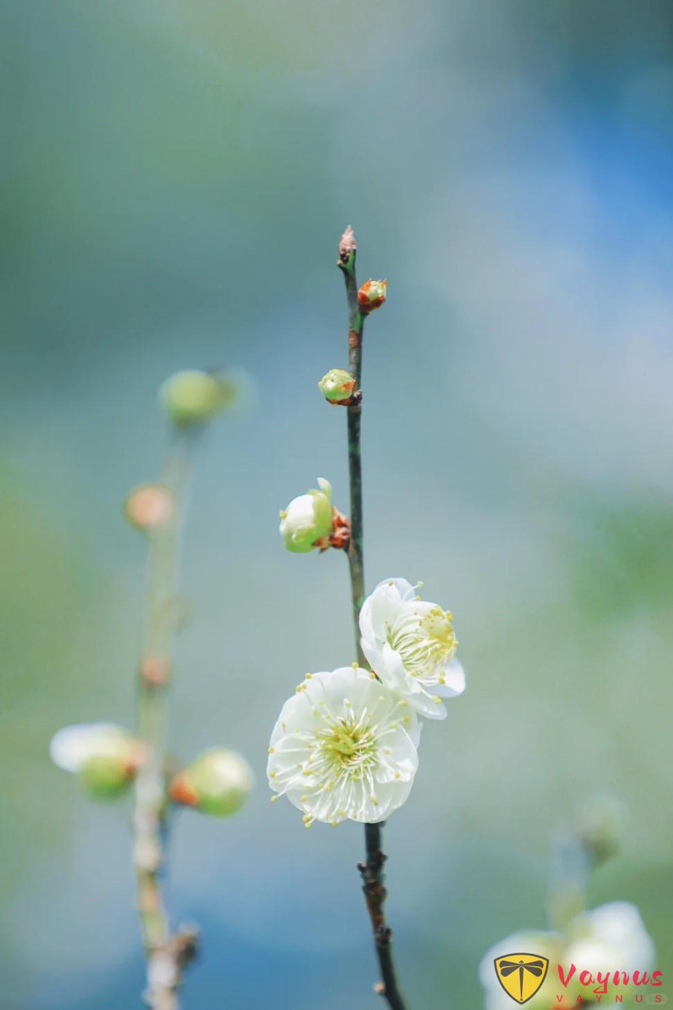 老天奶，这梅花也太仙了吧！梅花拍成这样你打几分？附拍摄教程