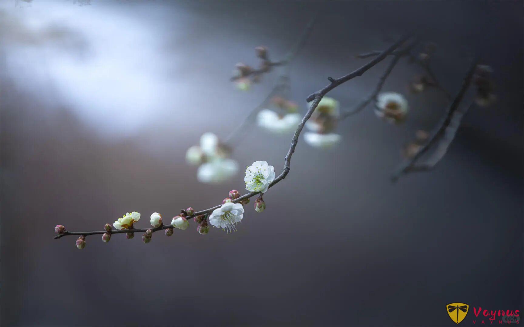 老天奶，这梅花也太仙了吧！梅花拍成这样你打几分？附拍摄教程