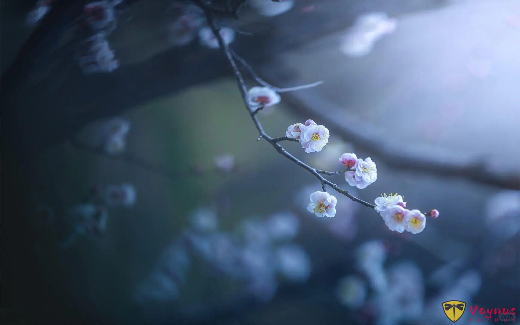 老天奶，这梅花也太仙了吧！梅花拍成这样你打几分？附拍摄教程