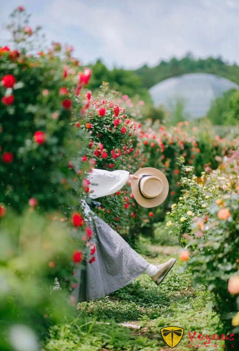 一頭扎進春天裏,我找到拍氛圍照的訣竅了