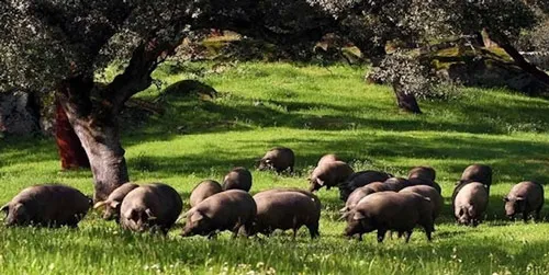 被稱作奢侈品的人間美味——伊比利亞火腿!