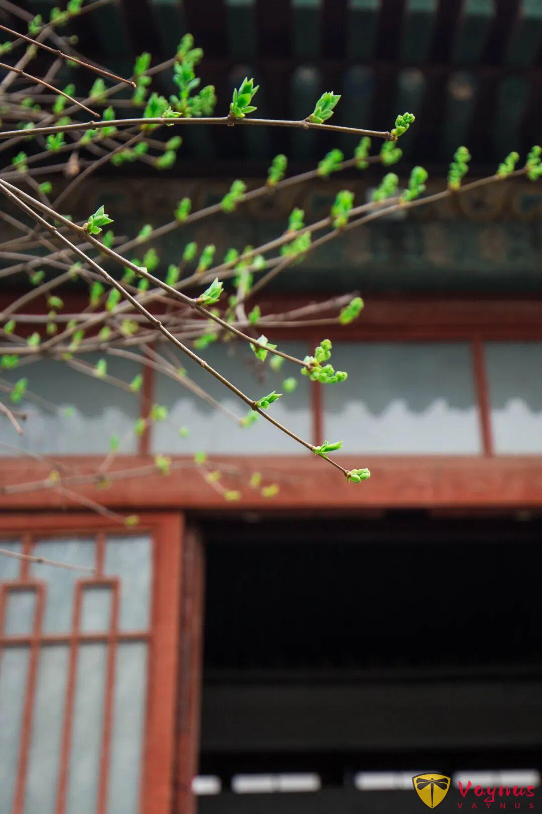 立春 | 生萬物,為廿四節氣之首,又名正月節、歲節、改歲、歲旦等