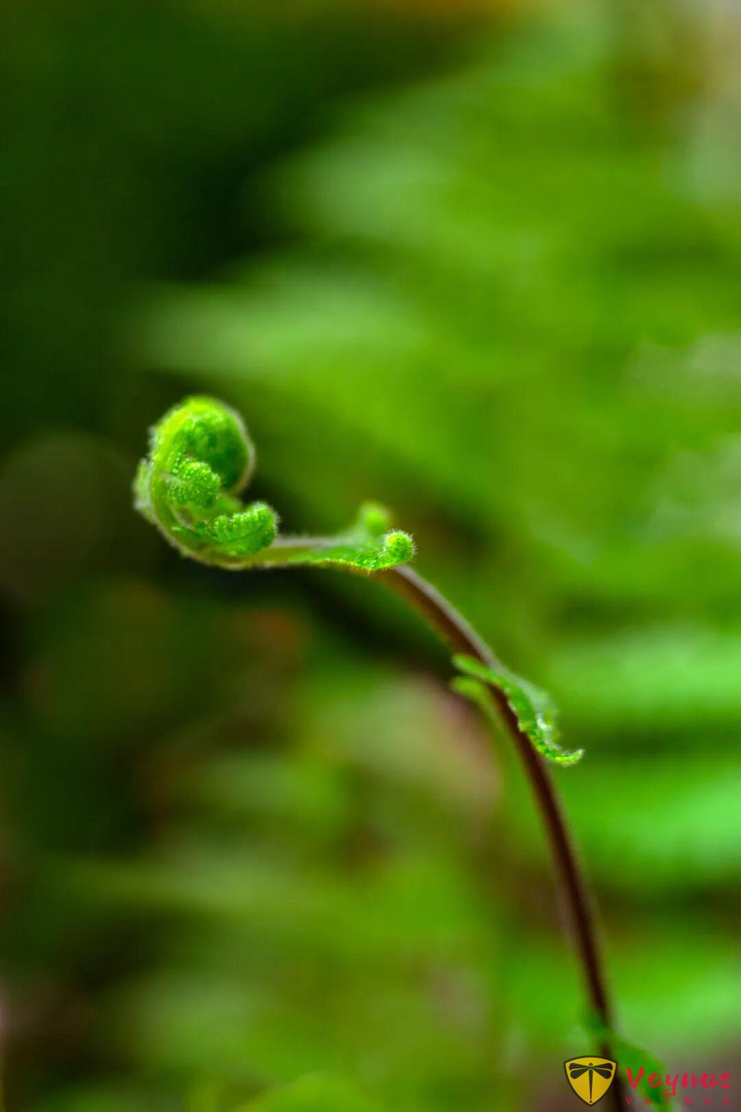 立春 | 生萬物,為廿四節氣之首,又名正月節、歲節、改歲、歲旦等
