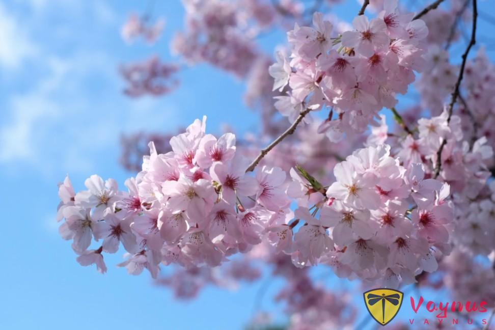 灣區春天最美的時刻，都藏在這些花園裏