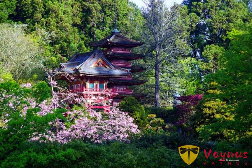 灣區春天最美的時刻，都藏在這些花園裏