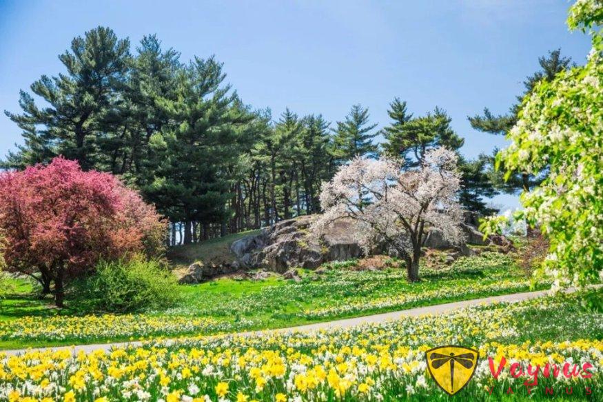 灣區春天最美的時刻，都藏在這些花園裏