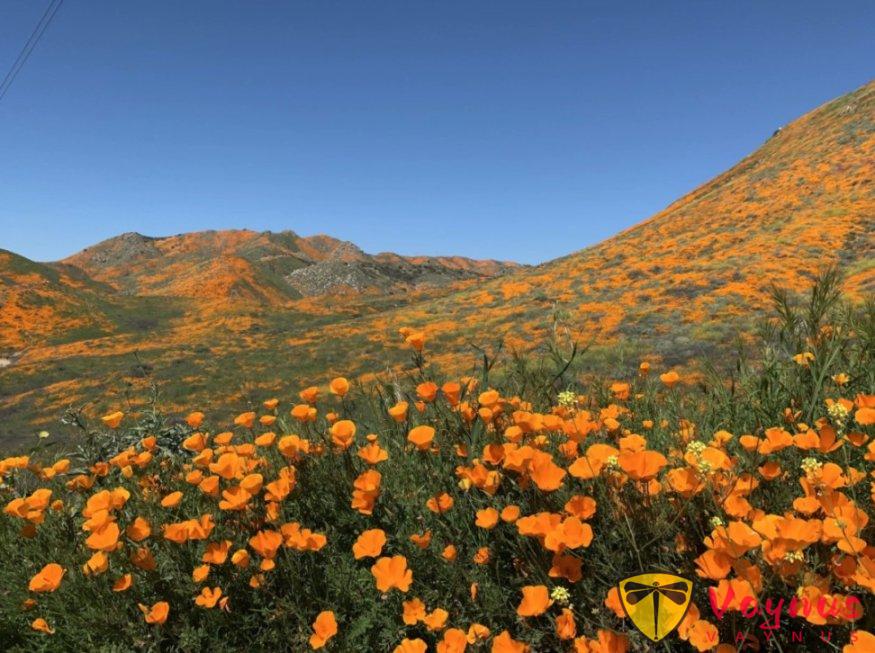 灣區春天最美的時刻，都藏在這些花園裏
