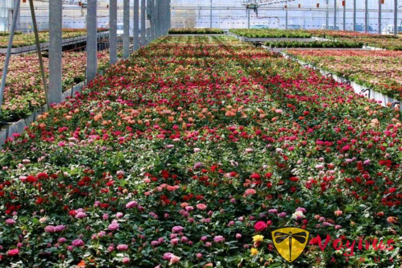 灣區春天最美的時刻，都藏在這些花園裏