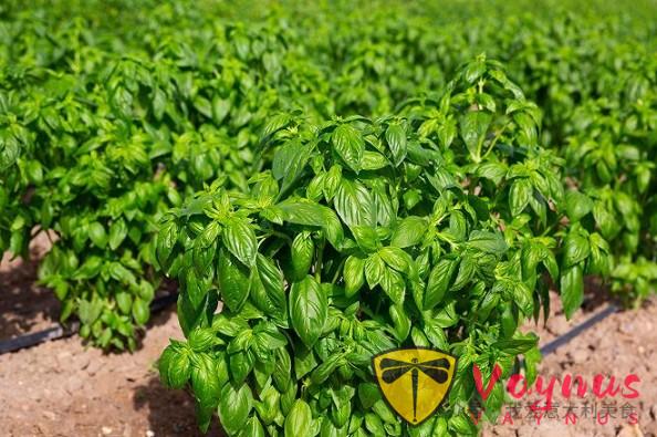 青酱是世界上最畅销的意大利酱料之一,但它至今仍没有具体的生产规范