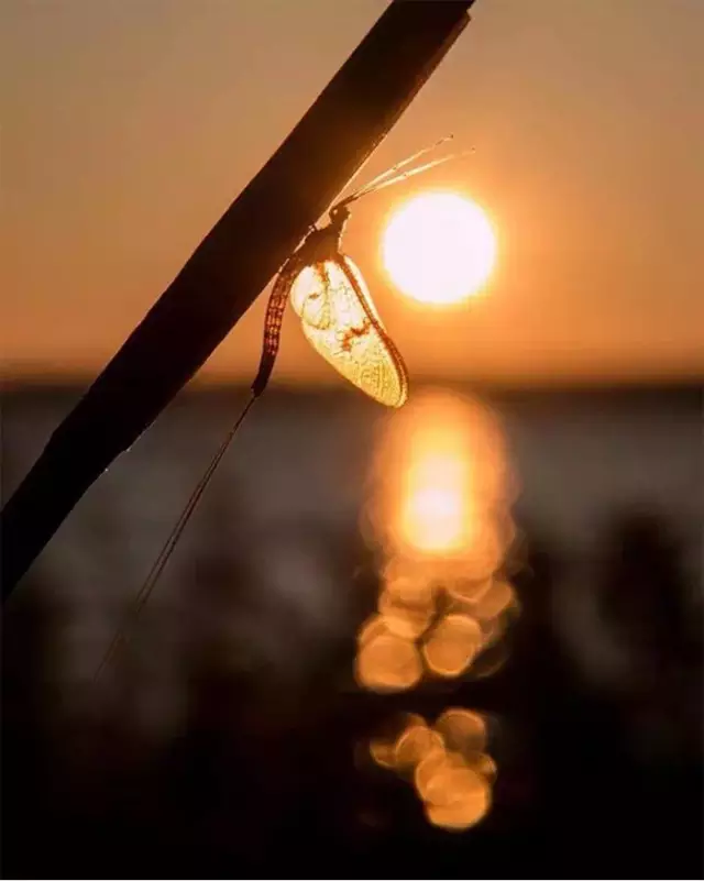 普通场景怎么拍出好照片？浅景深、低角度与逆光的运用
