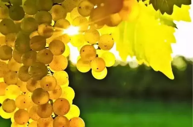 逆光照片為什麼好看？拍攝時間、題材與曝光的處理方法