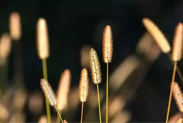 逆光照片為什麼好看？拍攝時間、題材與曝光的處理方法