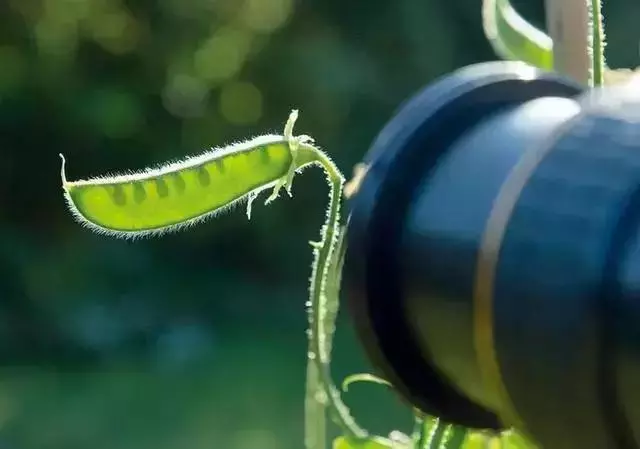 逆光照片為什麼好看？拍攝時間、題材與曝光的處理方法