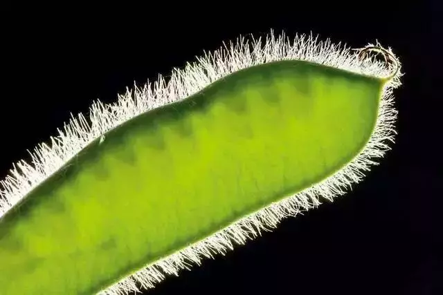 逆光照片為什麼好看？拍攝時間、題材與曝光的處理方法