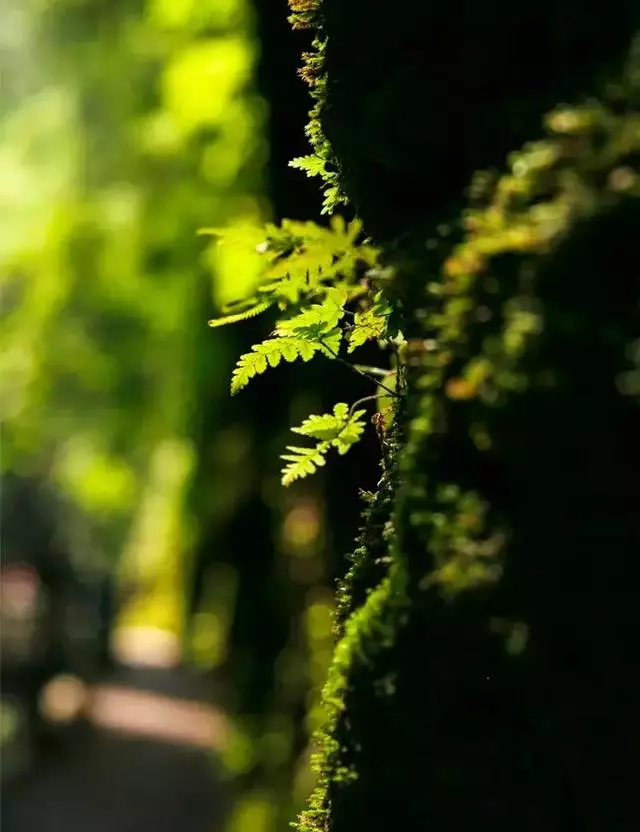 逆光照片為什麼好看？拍攝時間、題材與曝光的處理方法