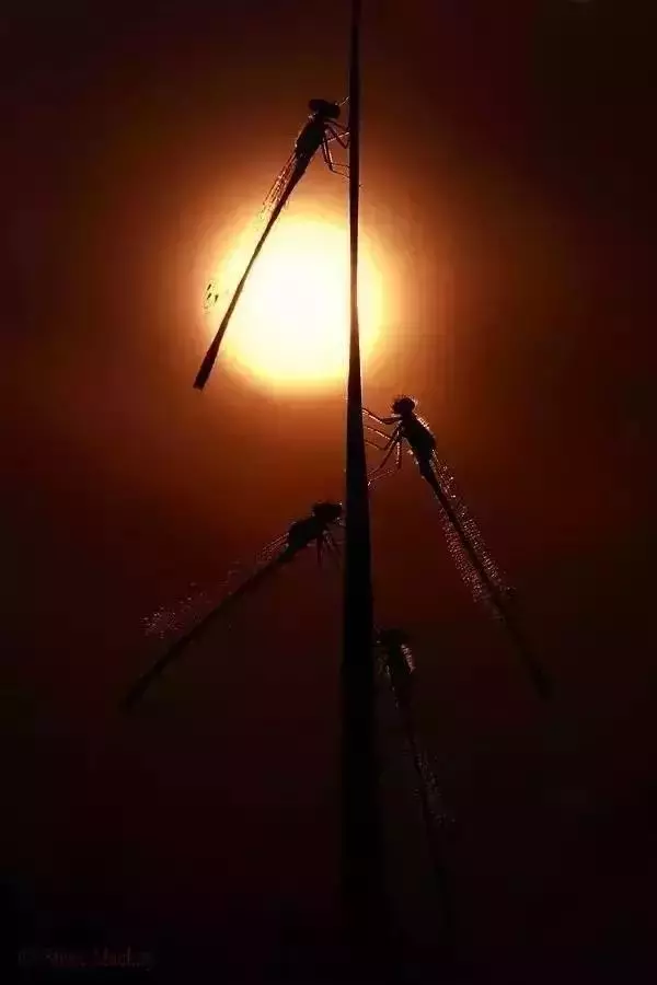 逆光照片為什麼好看?拍攝時間、題材與曝光的處理方法